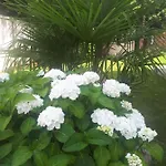 Fiorentino