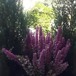 Fiorentino 3* بادوفا