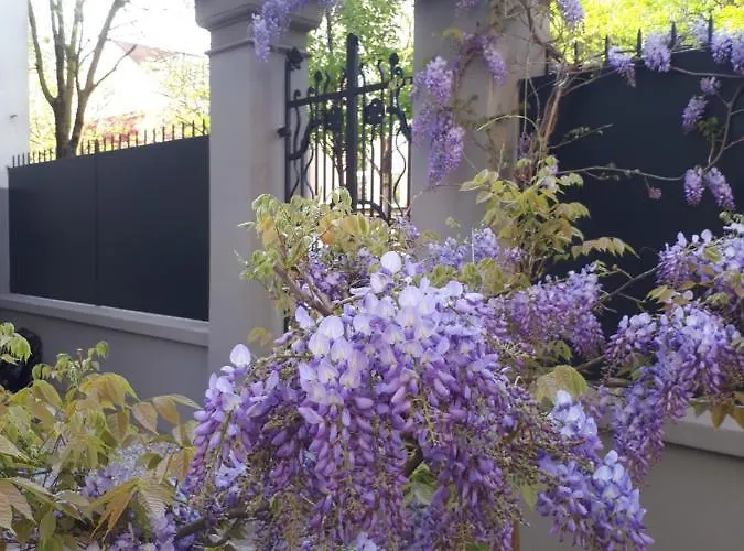 Fiorentino パドヴァ