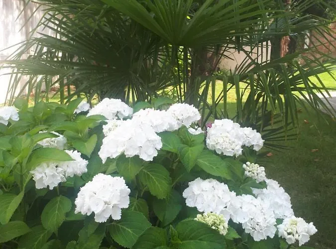 Fiorentino